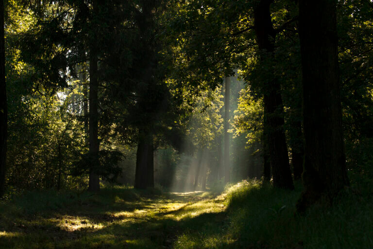 Bosco WWF di Vanzago