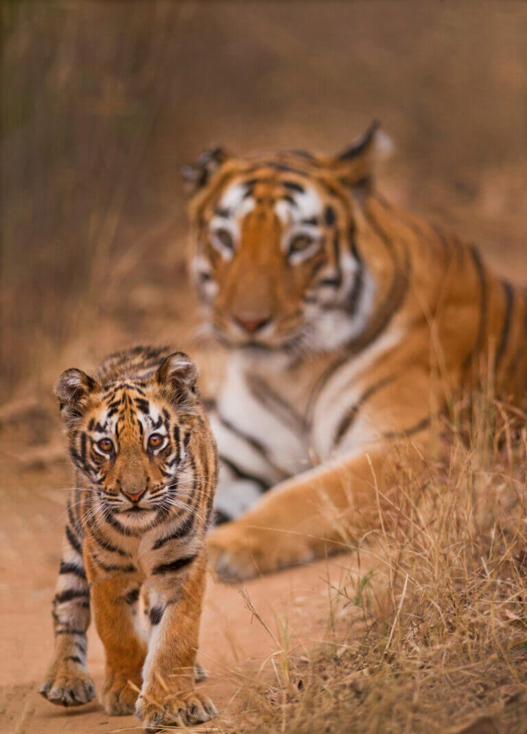 tigre