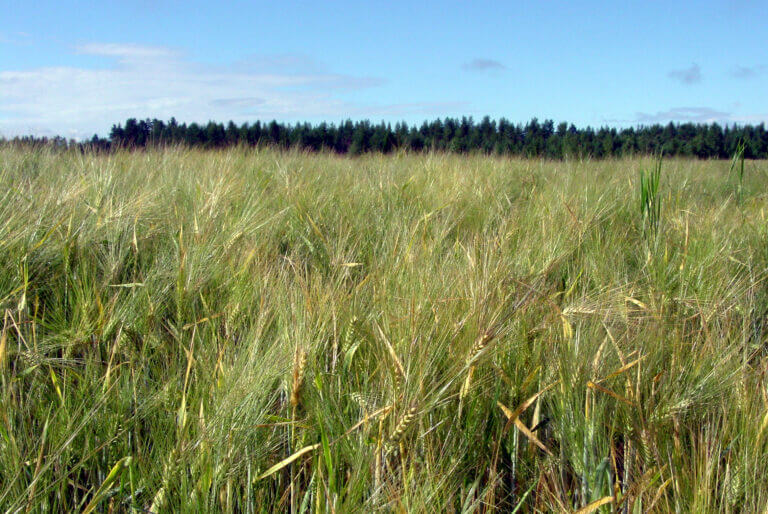 grano