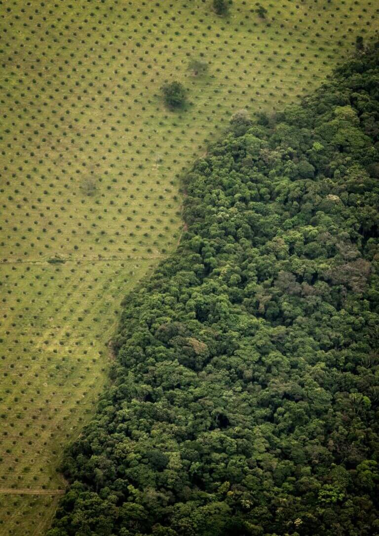 Deforestazione