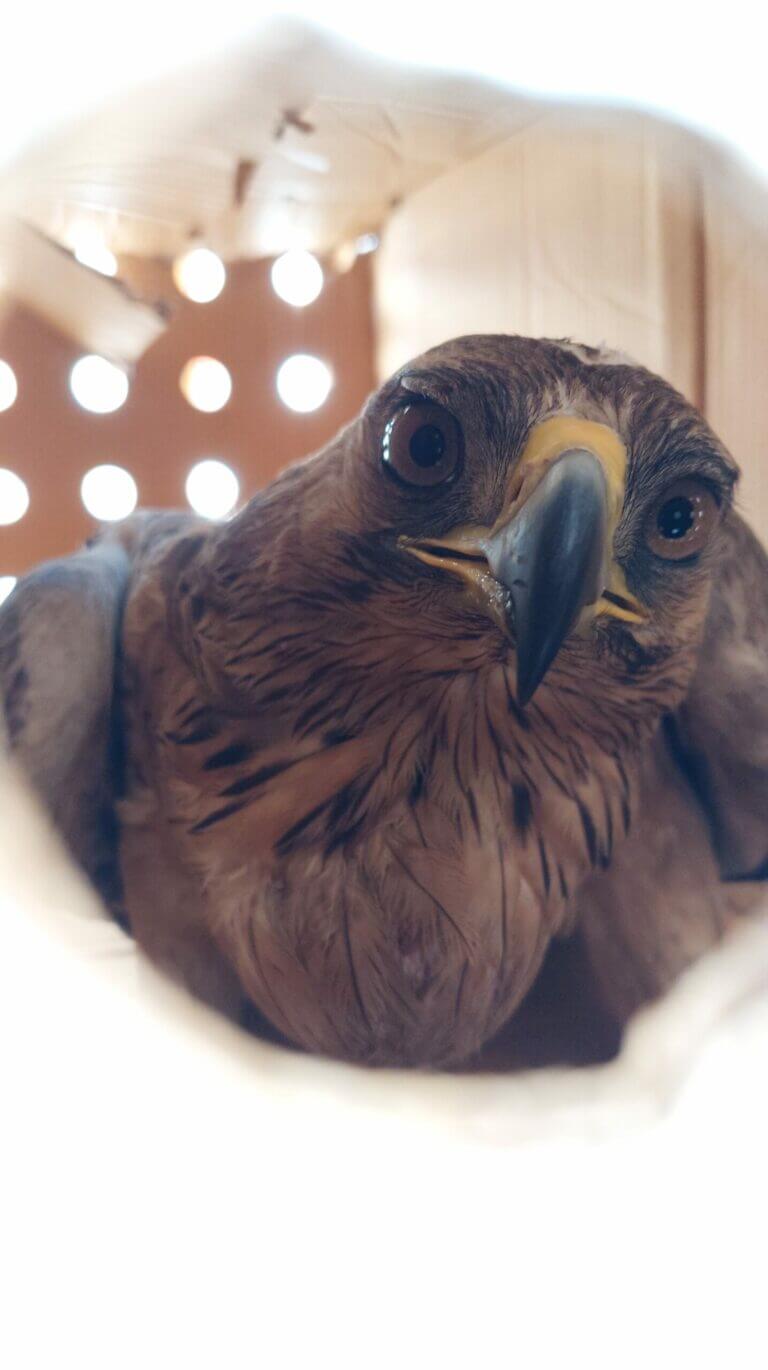 Aquila di Bonelli